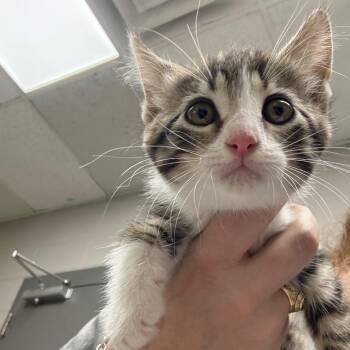 Cayenne -  Domestic Medium Hair Cat for Adoption in Lufkin, Texas - Cayenne | PetCurious
