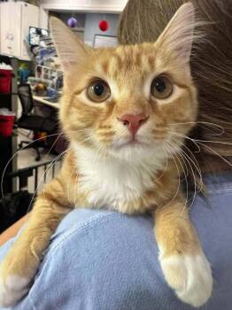Garfield -  Domestic Short Hair Cat for Adoption in Statesboro, Georgia - Garfield | PetCurious