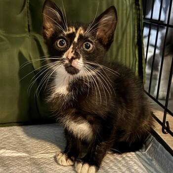 Rowena -  Domestic Short Hair Cat for Adoption in Titusville, Florida - Rowena | PetCurious