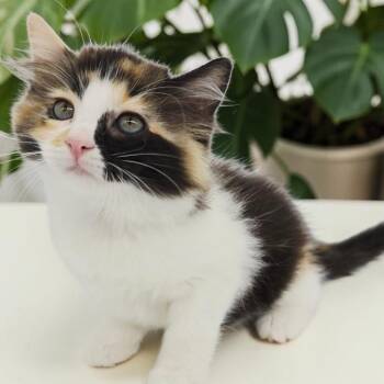 Laurel -  Domestic Long Hair Cat for Adoption in Santa Fe, Texas - Laurel | PetCurious