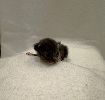 Birch -  Domestic Short Hair Cat Available for Adoption in San Antonio, Texas - Birch | PetCurious