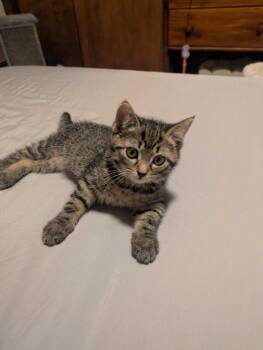 Sinatra -  Domestic Short Hair Cat for Adoption in Milltown, New Jersey - Sinatra | PetCurious