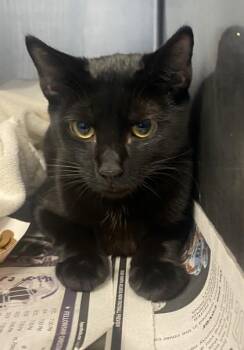 Galleria -  Domestic Short Hair Cat for Adoption in Chamblee, Georgia - Galleria | PetCurious