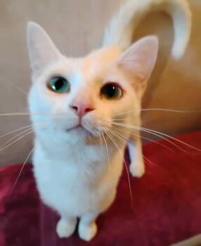 Angelica -  Domestic Short Hair Cat for Adoption in Pickering, Ontario - Angelica | PetCurious