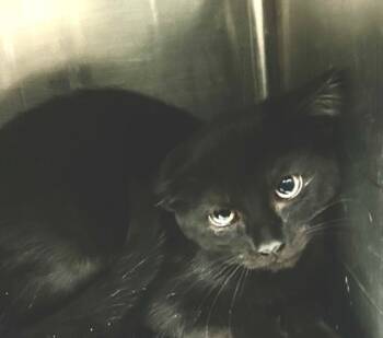 Rescue Domestic Short Hair Cats for Adoption in Spartanburg, South Carolina - Jethro | PetCurious