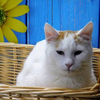 Domestic Short Hair Cats Available for Adoption in Canton, Illinois - John | PetCurious