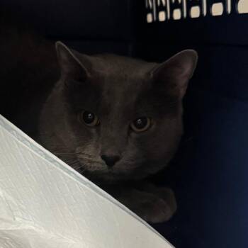 Iggy -  Domestic Short Hair Cat for Adoption in Salt Lake City, Utah - Iggy | PetCurious