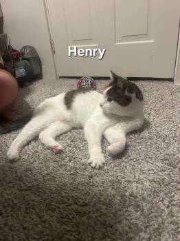 Henry -  Domestic Short Hair Cat for Adoption in Temple, Pennsylvania - Henry | PetCurious