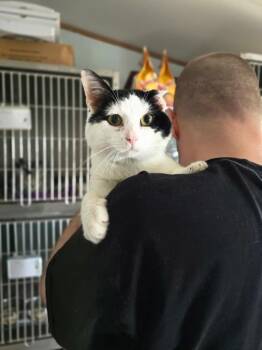 Zippy -  Domestic Short Hair Cat for Adoption in Pine Grove, Pennsylvania - Zippy | PetCurious