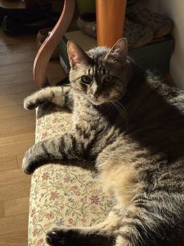 Ash -  Domestic Short Hair Cat for Adoption in Gaithersburg, Maryland - Ash | PetCurious