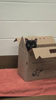 Hero -  Domestic Short Hair Cat Available for Adoption in Wichita, Kansas - Hero | PetCurious