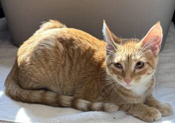 Rescue Domestic Short Hair Cats for Adoption - The Fruits | PetCurious