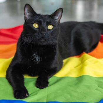 Mitch Rodeo -  Domestic Short Hair Cat for Adoption in Wilmington, Delaware - Mitch Rodeo | PetCurious