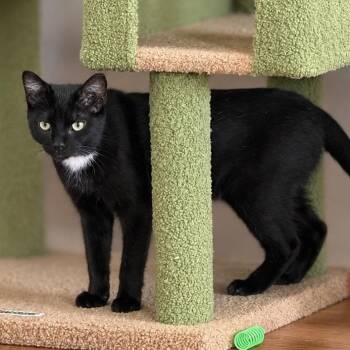 Linus -  Domestic Short Hair Cat for Adoption in Roanoke, Virginia - Linus | PetCurious