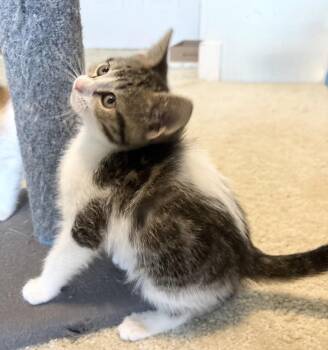 Viola -  Domestic Short Hair Cat for Adoption in Rochester, Indiana - Viola | PetCurious