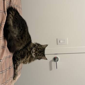 Dolly 2 -  Tabby Cat for Adoption in Burnaby, British Columbia - Dolly 2 | PetCurious