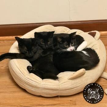 Charley -  Domestic Short Hair Cat for Adoption in Washington, District Of Columbia - Charley | PetCurious