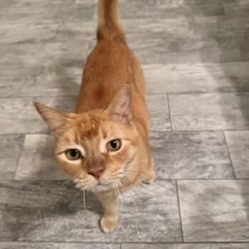 Gingerella -  Domestic Short Hair Cat for Adoption in Boerne, Texas - Gingerella | PetCurious