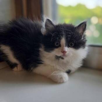 Basil -  Domestic Medium Hair and Domestic Short Hair Cat for Adoption in Westland, Michigan - Basil | PetCurious