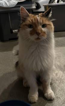 Rescue Domestic Long Hair Cats for Adoption in Pocatello, Idaho - Lil Goose | PetCurious