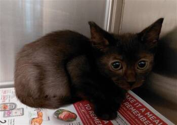 CRICKET -  Domestic Short Hair Cat for Adoption in Houston, Texas - CRICKET | PetCurious