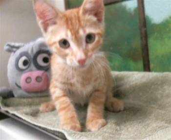 Domestic Short Hair Cats Available for Adoption in Houston, Texas - KYO | PetCurious