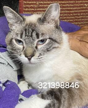 321398846 -  Siamese Cat for Adoption in Lee