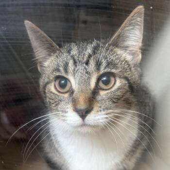 Chili -  Domestic Short Hair Cat for Adoption in Louisville, Kentucky - Chili | PetCurious