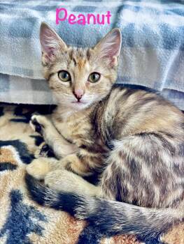 Peanut -  Domestic Short Hair Cat for Adoption in Reston, Virginia - Peanut | PetCurious