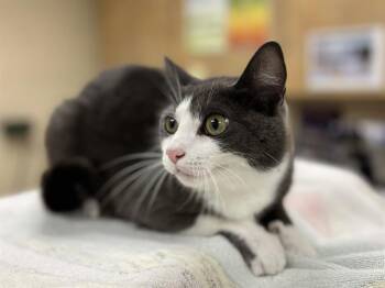 MEELO -  Domestic Short Hair Cat for Adoption in Aliquippa, Pennsylvania - MEELO | PetCurious