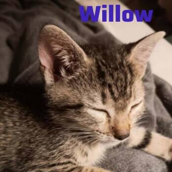 Domestic Short Hair Cats Available for Adoption in Wilmington, Delaware - Willow | PetCurious