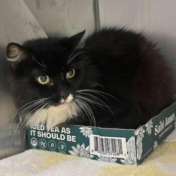 Skittles -  Domestic Long Hair Cat for Adoption in Tampa, Florida - Skittles | PetCurious