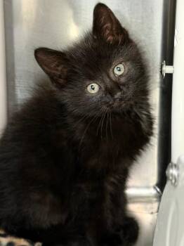 Almond -  Domestic Short Hair Cat for Adoption in Menomonie, Wisconsin - Almond | PetCurious