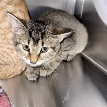Vivian -  Domestic Short Hair Cat for Adoption in Knoxville, Tennessee - Vivian | PetCurious