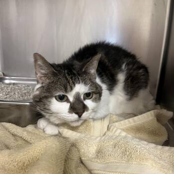 Ceelo -  Domestic Short Hair Cat for Adoption in Englewood, Florida - Ceelo | PetCurious