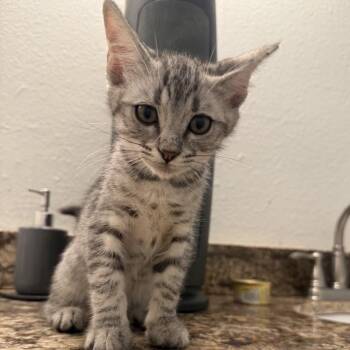 Tigger -  Domestic Short Hair Cat for Adoption in Temecula, California - Tigger | PetCurious