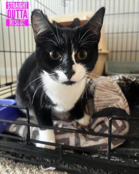 Rescue Domestic Short Hair Cats for Adoption in Vancouver, British Columbia - Tuck | PetCurious