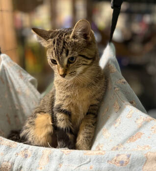 Rescue Domestic Short Hair and Tabby Cats for Adoption in Traverse City, Michigan - Ridge | PetCurious