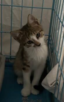 Bonair -  Domestic Short Hair Cat for Adoption in The Woodlands, Texas - Bonair | PetCurious