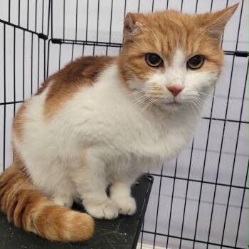 Scamp, Handsome Orange Boy -  Domestic Short Hair Cat for Adoption in Meriden, Connecticut - Scamp, Handsome Orange Boy | PetCurious