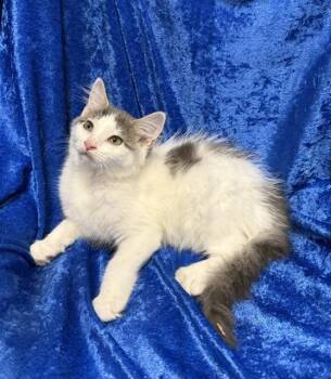 Sparkle -  Ragamuffin and Maine Coon Cat for Adoption in Gainesville, Florida - Sparkle | PetCurious