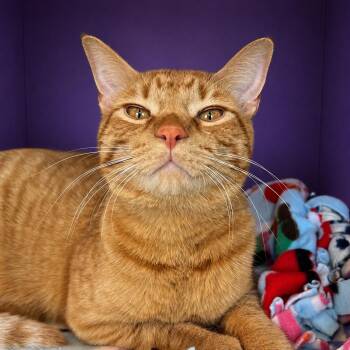Fraser -  Domestic Short Hair Cat for Adoption in Pontiac, Michigan - Fraser | PetCurious