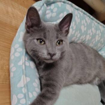 Slater -  Russian Blue and Domestic Short Hair Cat for Adoption in Montour Falls, New York - Slater | PetCurious