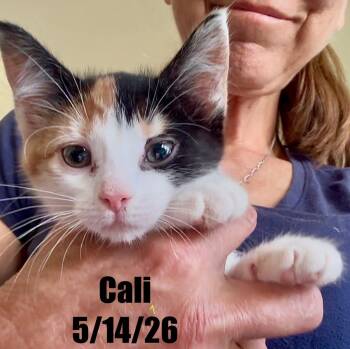 Cali -  Domestic Short Hair Cat for Adoption in Berlin, Maryland - Cali | PetCurious