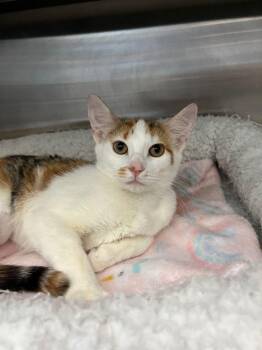 Rescue Domestic Short Hair Cats for Adoption in Hilton Head Island, South Carolina - Solaris | PetCurious