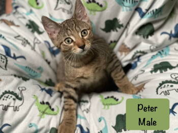 Rescue Tabby Cats for Adoption in San Jose, California - Peter | PetCurious