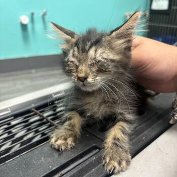 Clemmie_2_3 -  Domestic Short Hair Cat for Adoption in Lake Jackson, Texas - Clemmie_2_3 | PetCurious