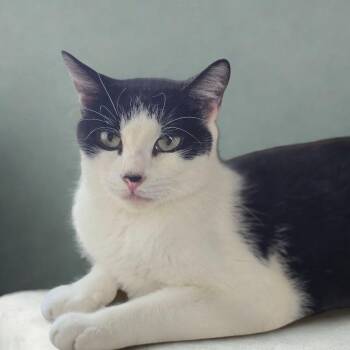 Oreo Sugar (Momma) -  American Shorthair Cat for Adoption in La Plata, Maryland - Oreo Sugar (Momma) | PetCurious
