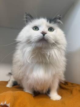 Domestic Short Hair Cats Available for Adoption in Delson, Quebec - Pippa | PetCurious