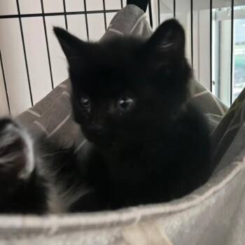 Fifa in Parsonsburg, MD -  Domestic Short Hair Cat for Adoption - Fifa In Parsonsburg, MD | PetCurious